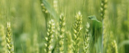 Agricultural field representing zero-carbon agriculture